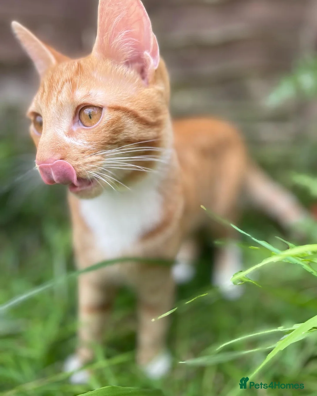 Mixed Breed cats for sale: Male ginger boy - Advert 4