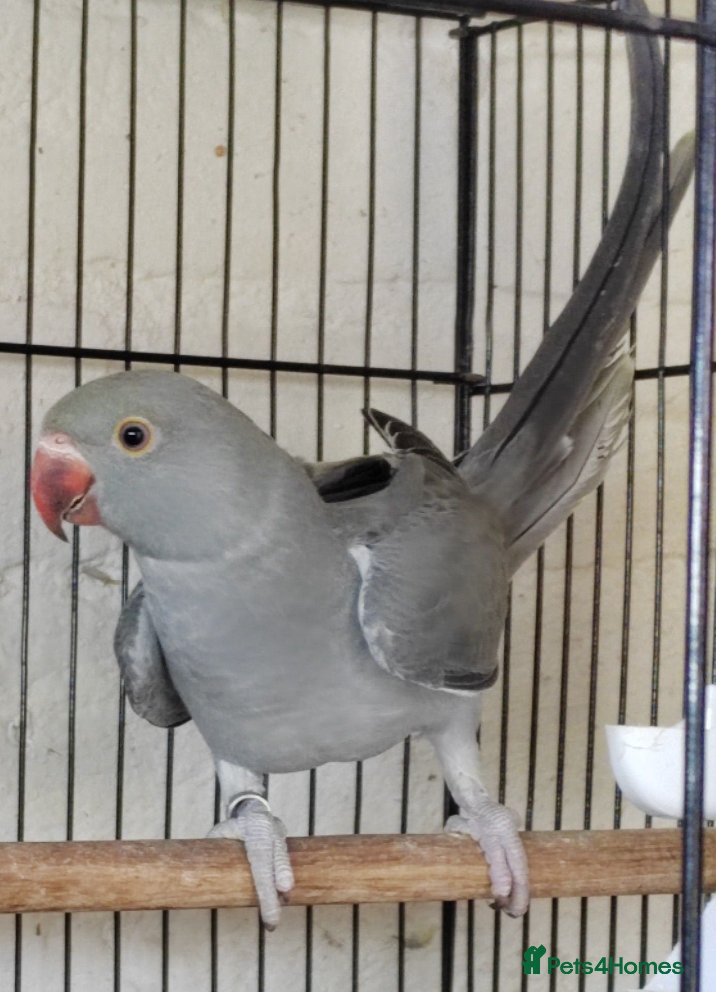 Ringnecks birds Beautiful Indian Ringneck baby available  - Advert 18