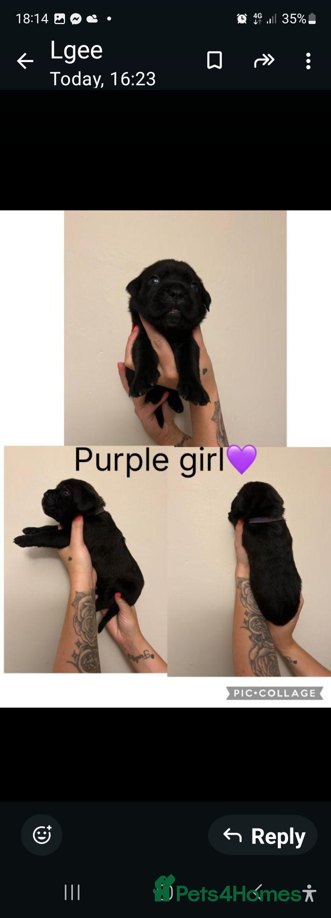 Cane Corso dogs for sale: Cane corso puppies for sale - Image 15