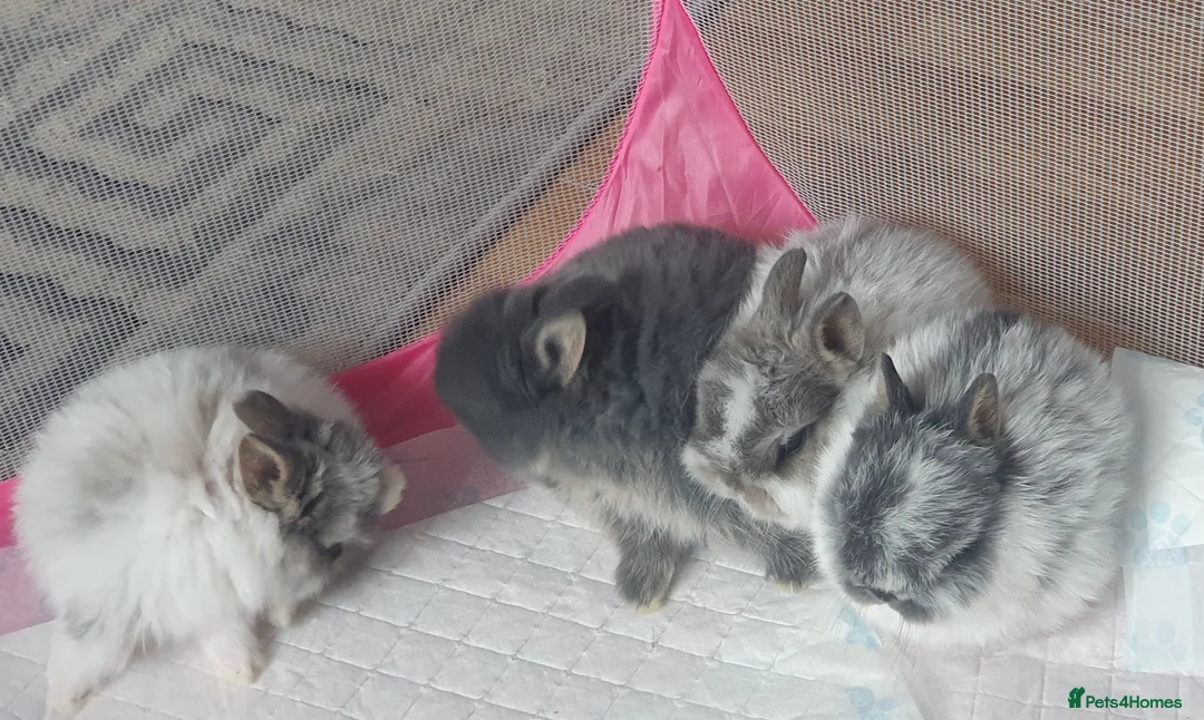 Netherland Dwarf rabbits for sale: 4 Beautiful Netherland Dwarf Buns in Pinner - Advert 16