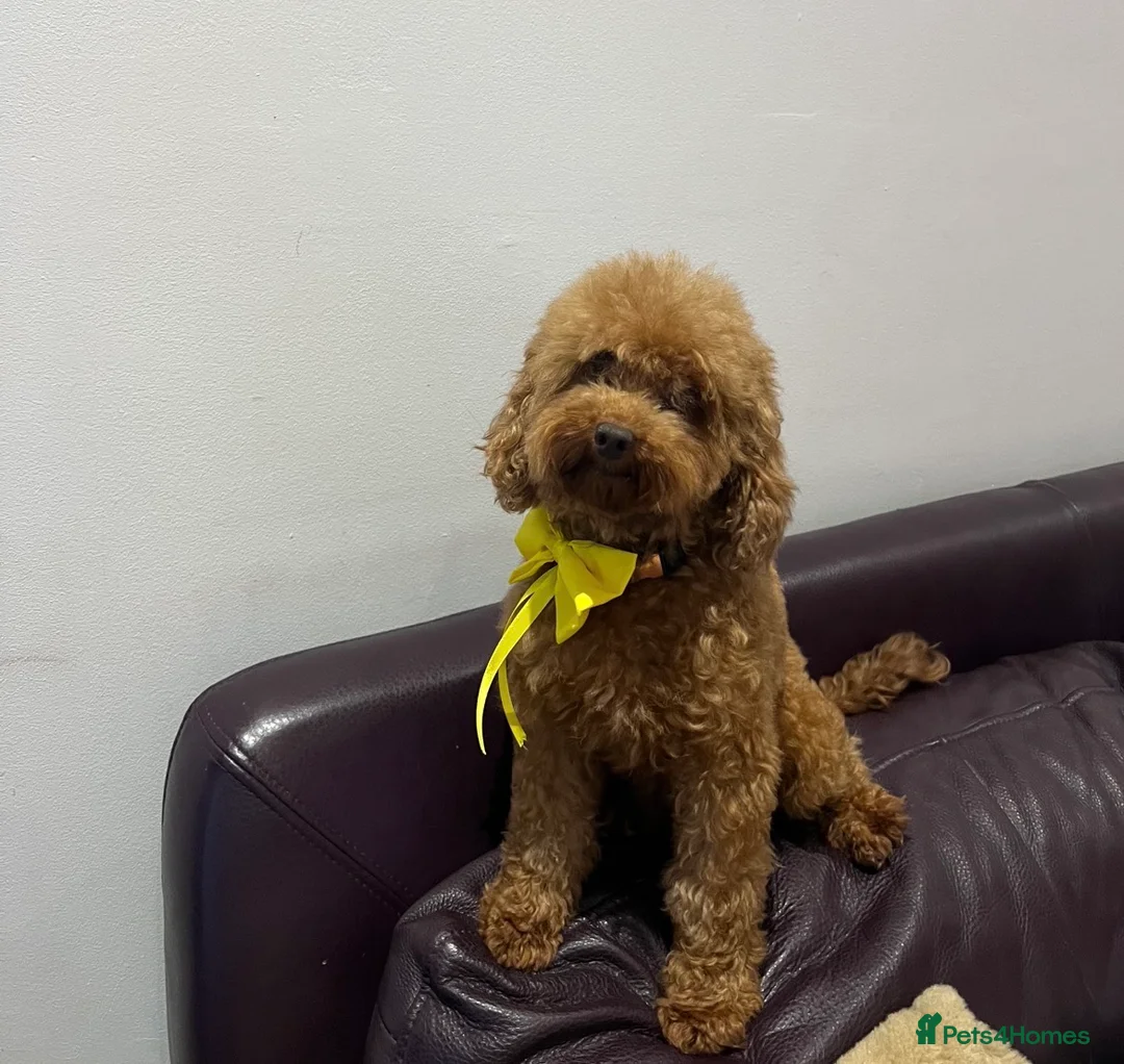 Toy Poodle dogs for sale: beautiful royal kennel club toy poodles  - Advert 4