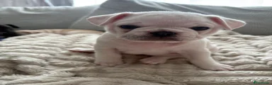 Frug Puppy ( pink)