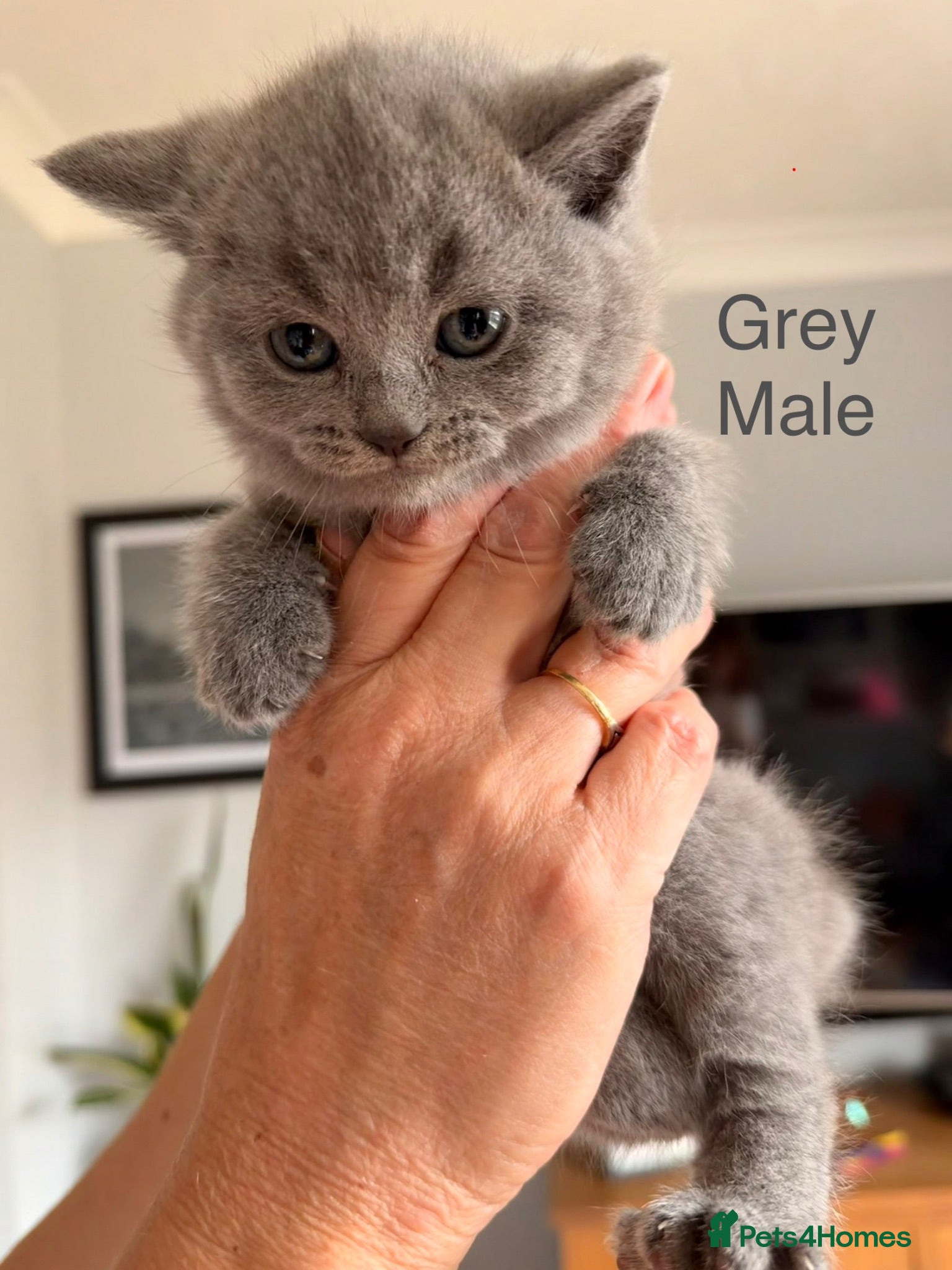 British Shorthair cats British blue shorthair kittens  - Advert 2