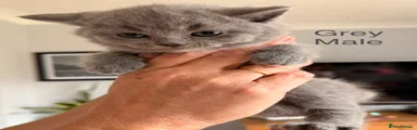 British Shorthair 1