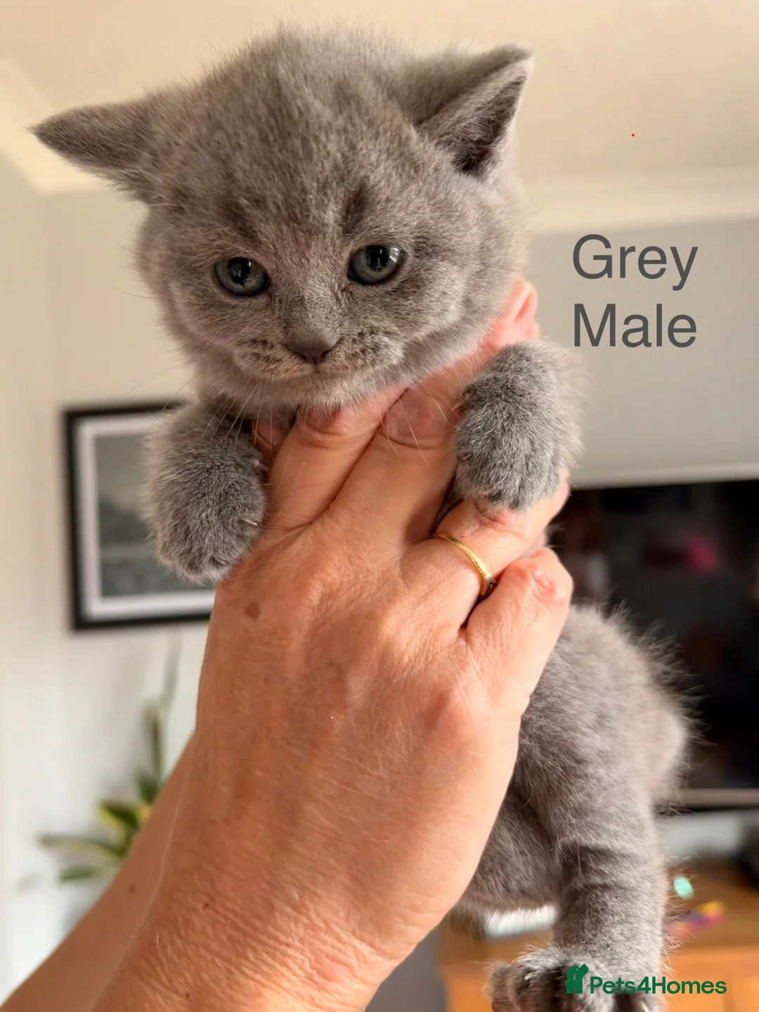 British Shorthair cats for sale: British blue shorthair kittens  - Advert 2