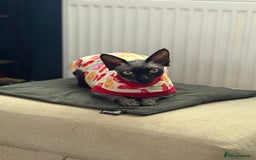 Sphynx cats for sale: Male and Female Sphynx cats - 3 years old - Image 2