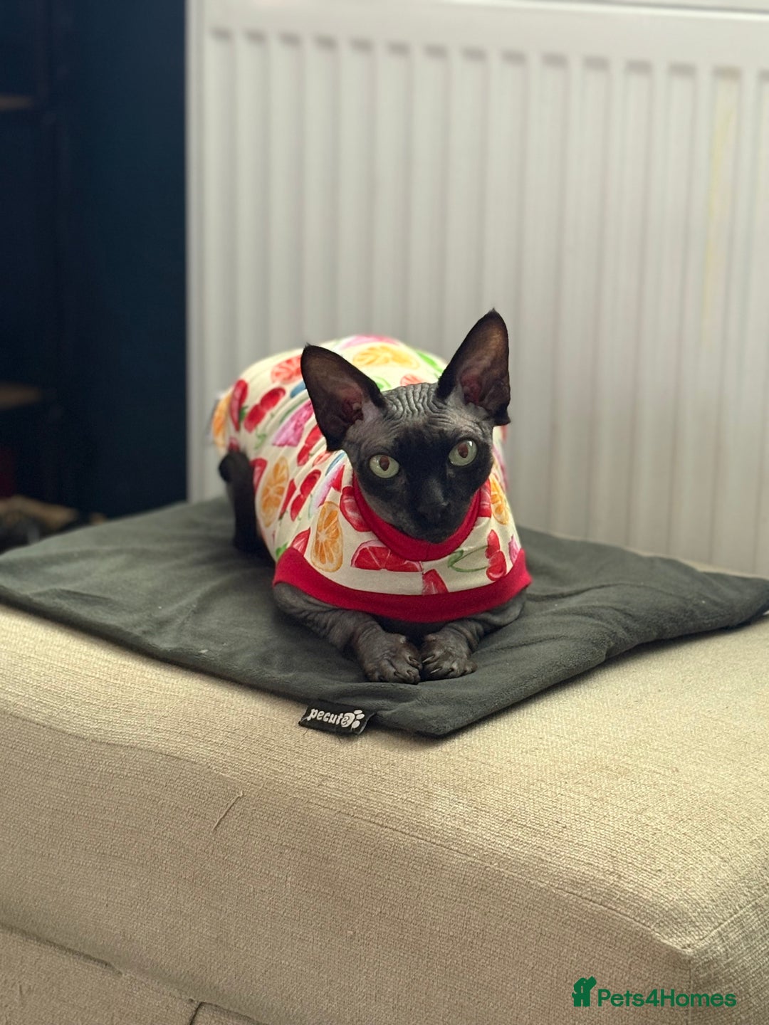 Sphynx cats for sale: Male and Female Sphynx cats - 3 years old - Image 2