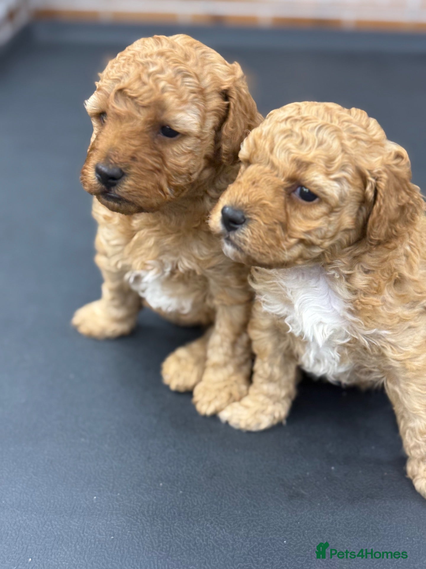 Maltipoo dogs 🐾 Beautiful Maltipoo Puppies Born on 8 sep 2026 - Advert 6