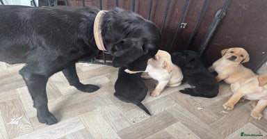 Labrador Retriever dogs - Advert 4