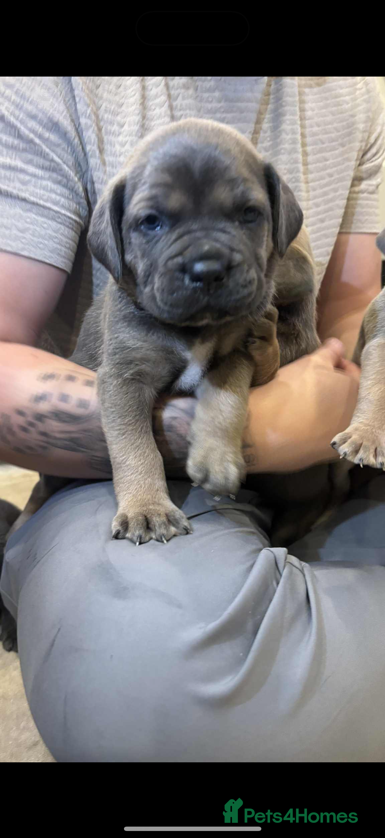 Cane Corso dogs ICF/ICCF Champion 6th GENERATION Cane Corso pups - Advert 3