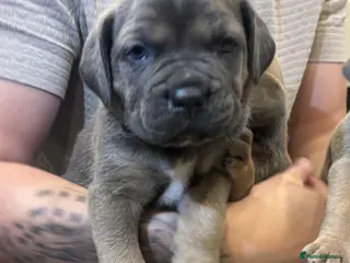 Cane Corso dogs ICF/ICCF Champion 6th GENERATION Cane Corso pups - Advert 3
