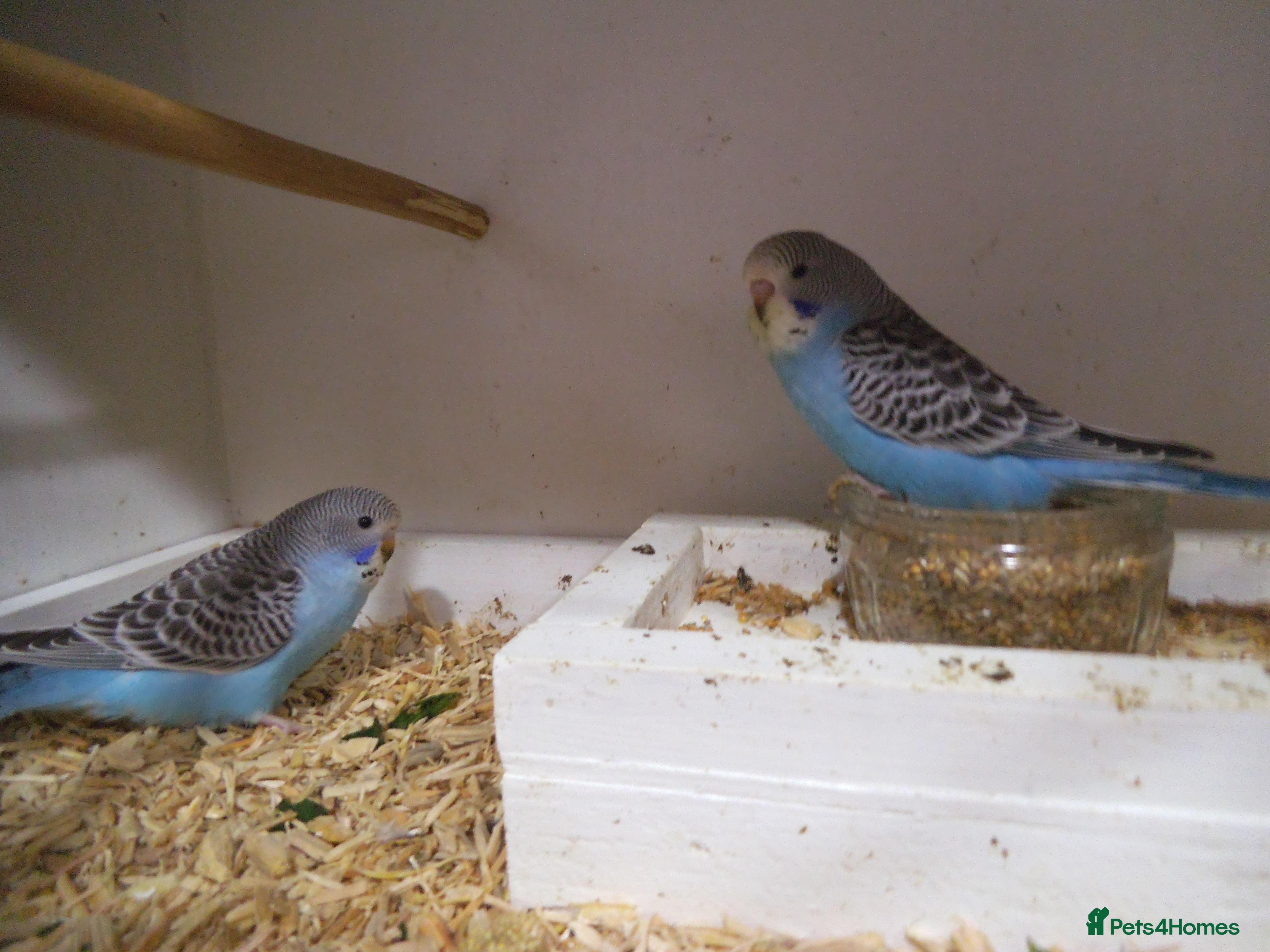 Budgerigars birds Baby Budgies  7 Weeks old - Advert 1