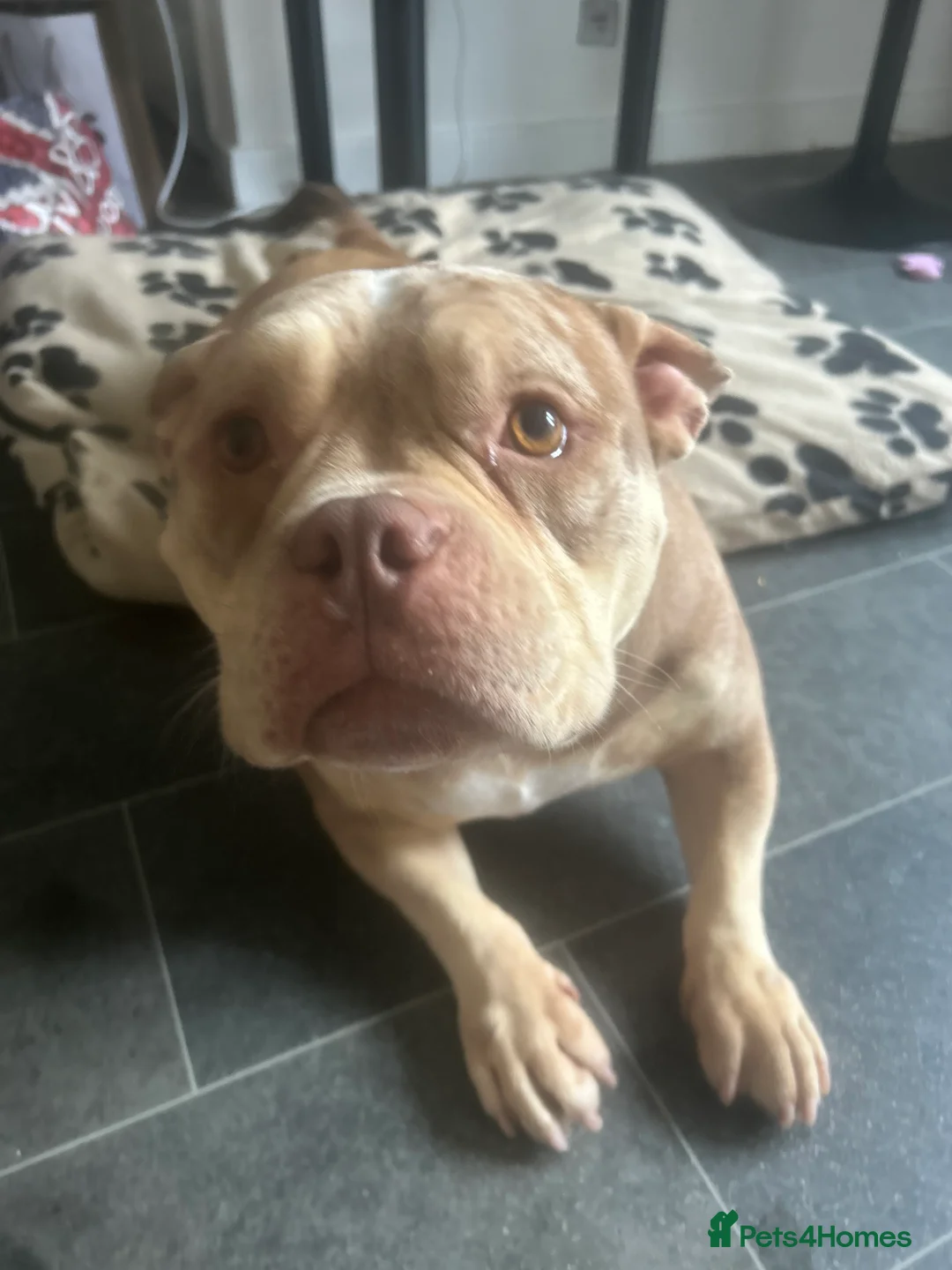 English Bulldog dogs for sale: Pocket bully girl - Advert 4
