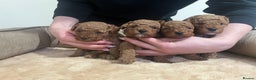 Toy Poodle dogs for sale: Pure toy poodle pups - Advert 13