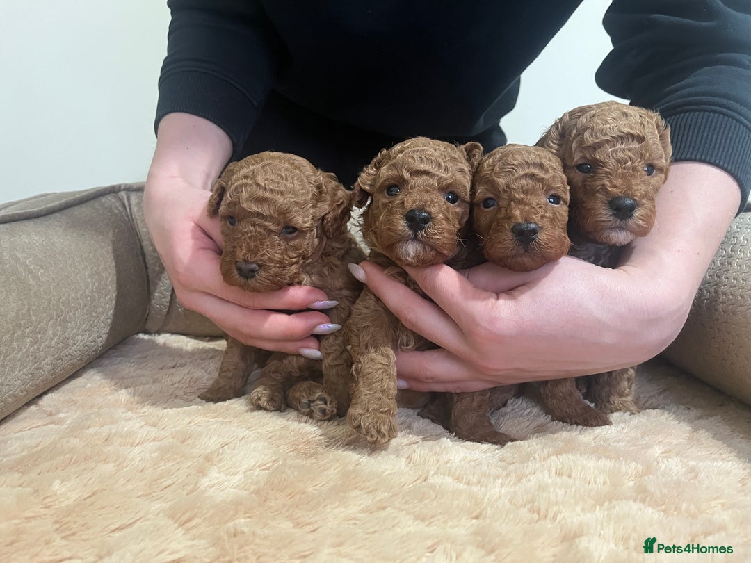 Toy Poodle dogs for sale: Pure toy poodle pups - Advert 13