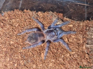 Tarantulas invertebrates - Advert 5