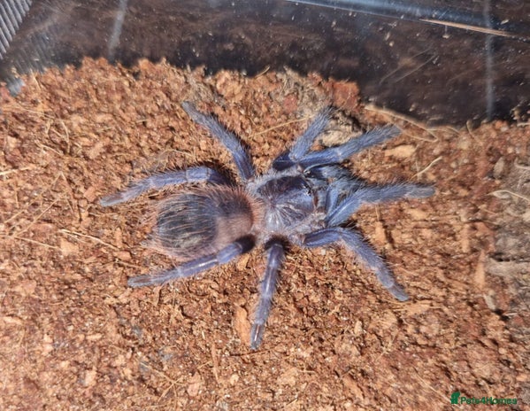 Tarantulas invertebrates - Advert 1
