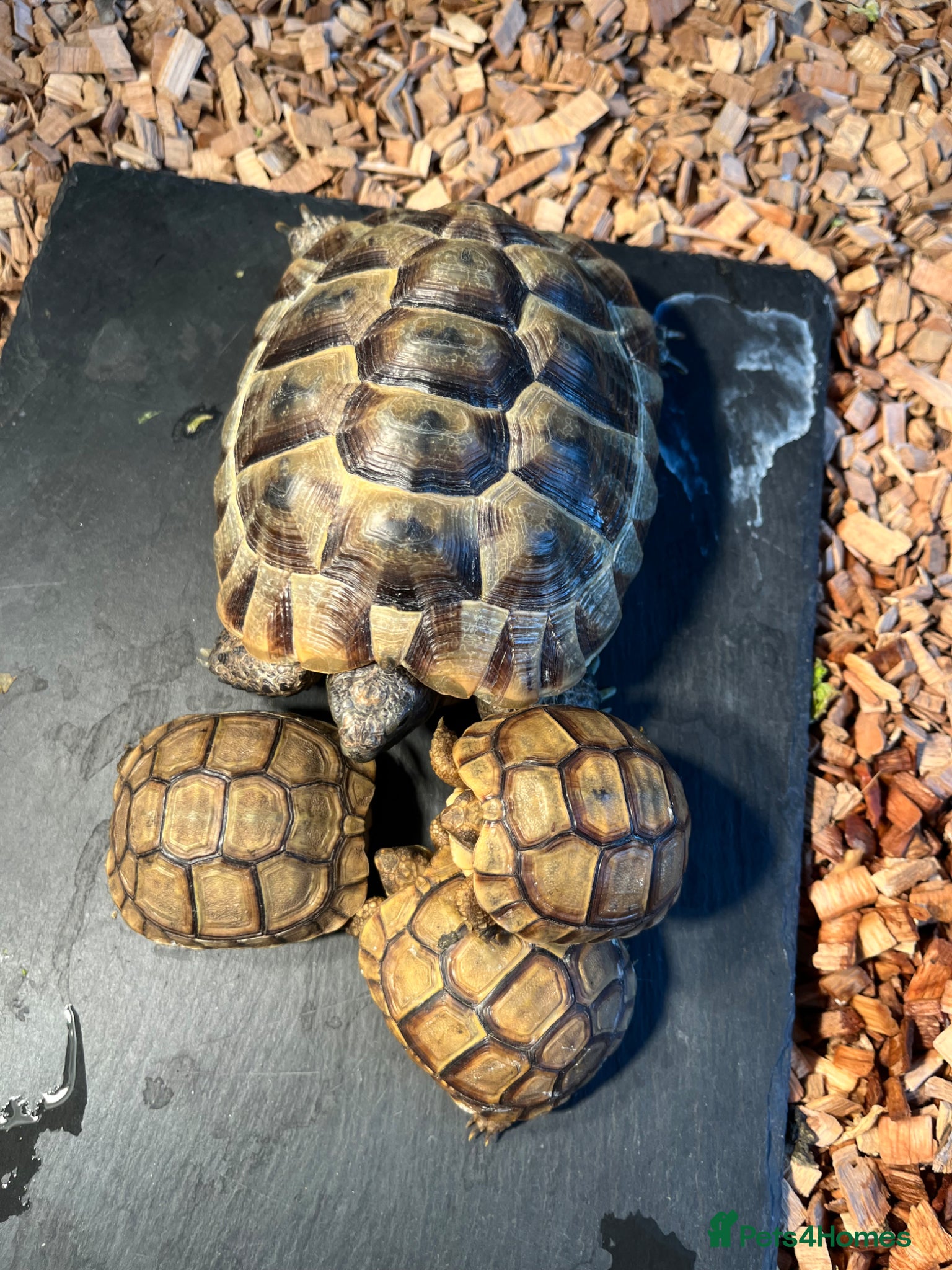 Tortoise reptiles Baby Greek spurs - Advert 6