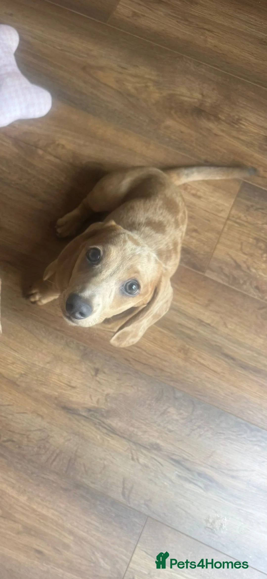 Miniature Dachshund dogs for sale: Minnie moo in Wisbech - Advert 1