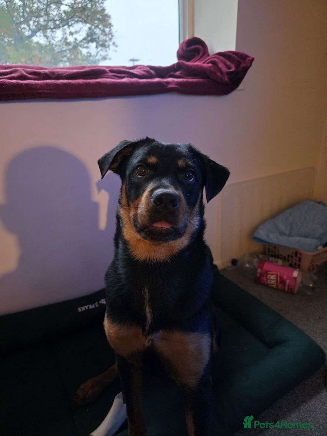 Rottweiler dogs for sale: Minnie for sale  - Image 4