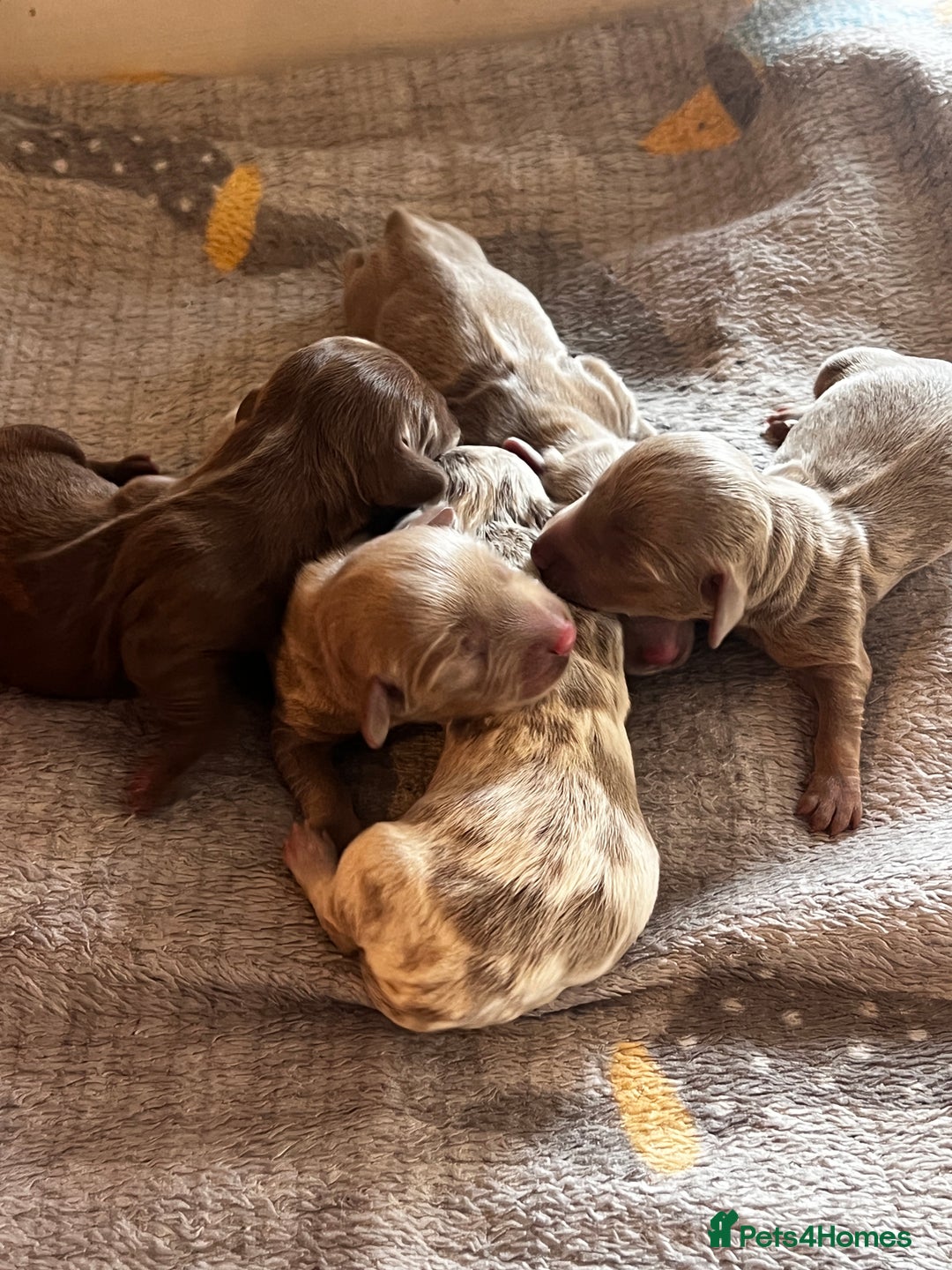 Miniature Dachshund dogs for sale: 5 long hair miniature dachshund  - Image 11