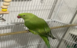 Ringnecks birds for sale: Indian Ringneck  - Image 4