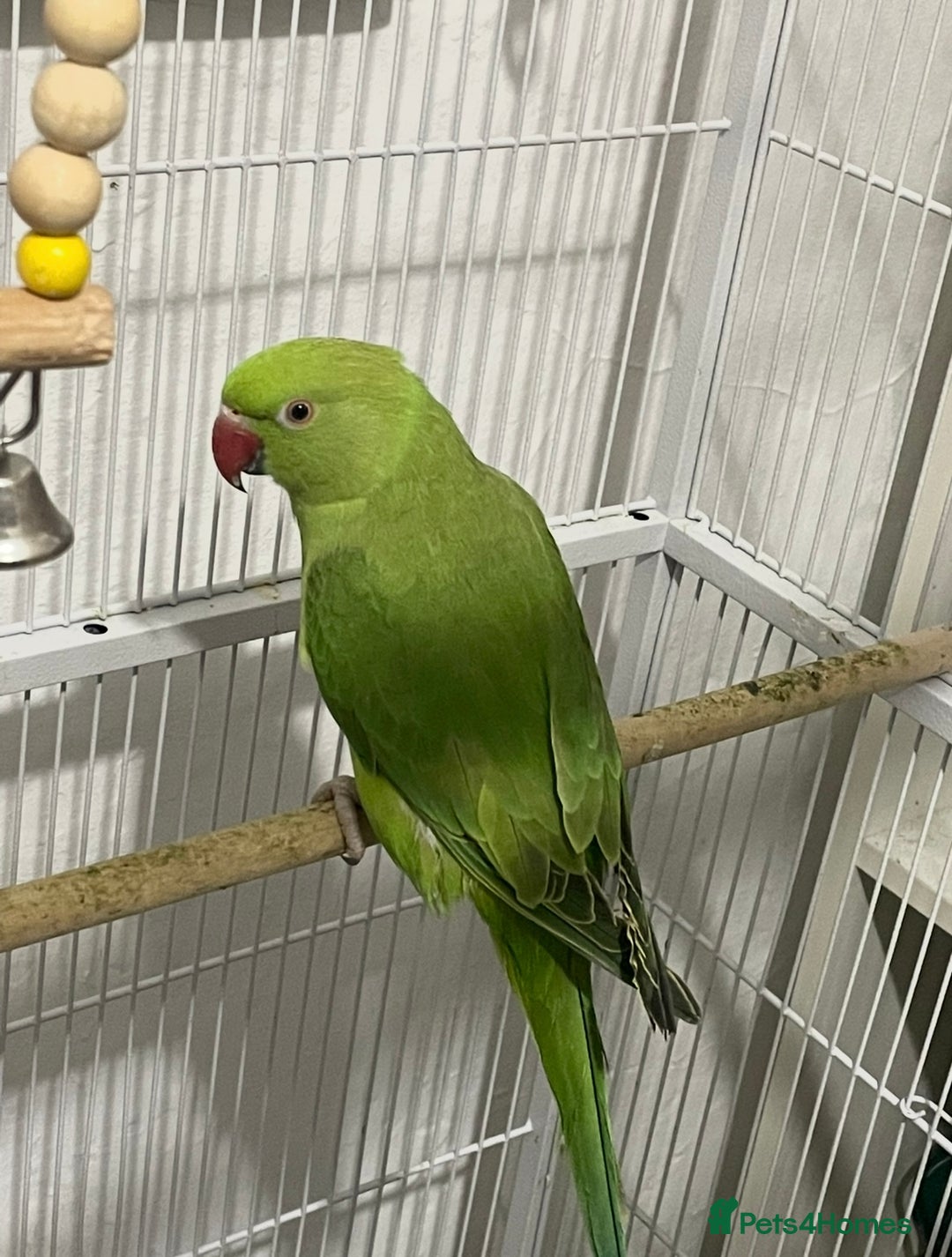 Ringnecks birds for sale: Indian Ringneck  - Image 4