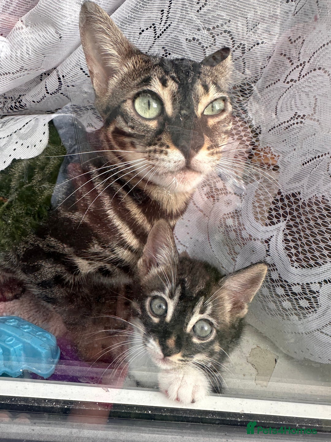 Bengal cats for sale: Mixed Breed Kittens  - Image 22
