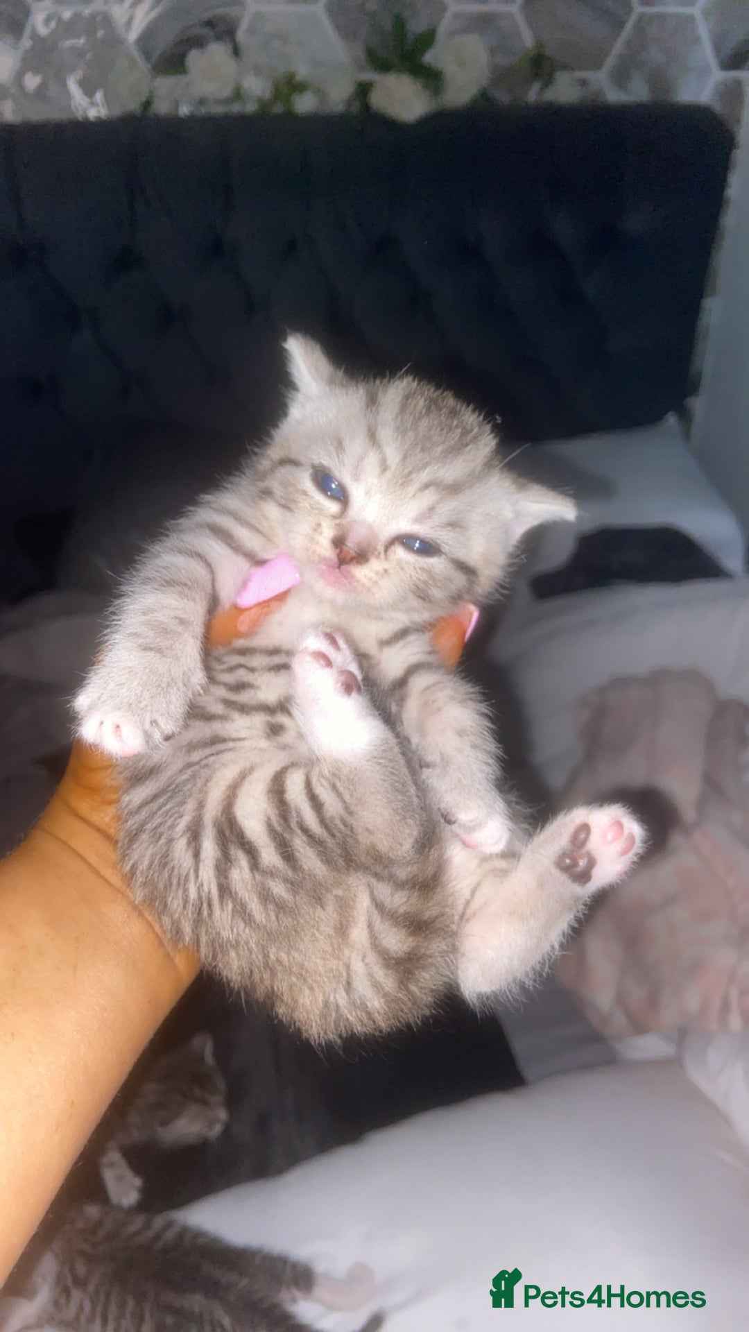 Mixed Breed cats for sale: 6 x stunning British shorthair kittens ❤️ - Image 1