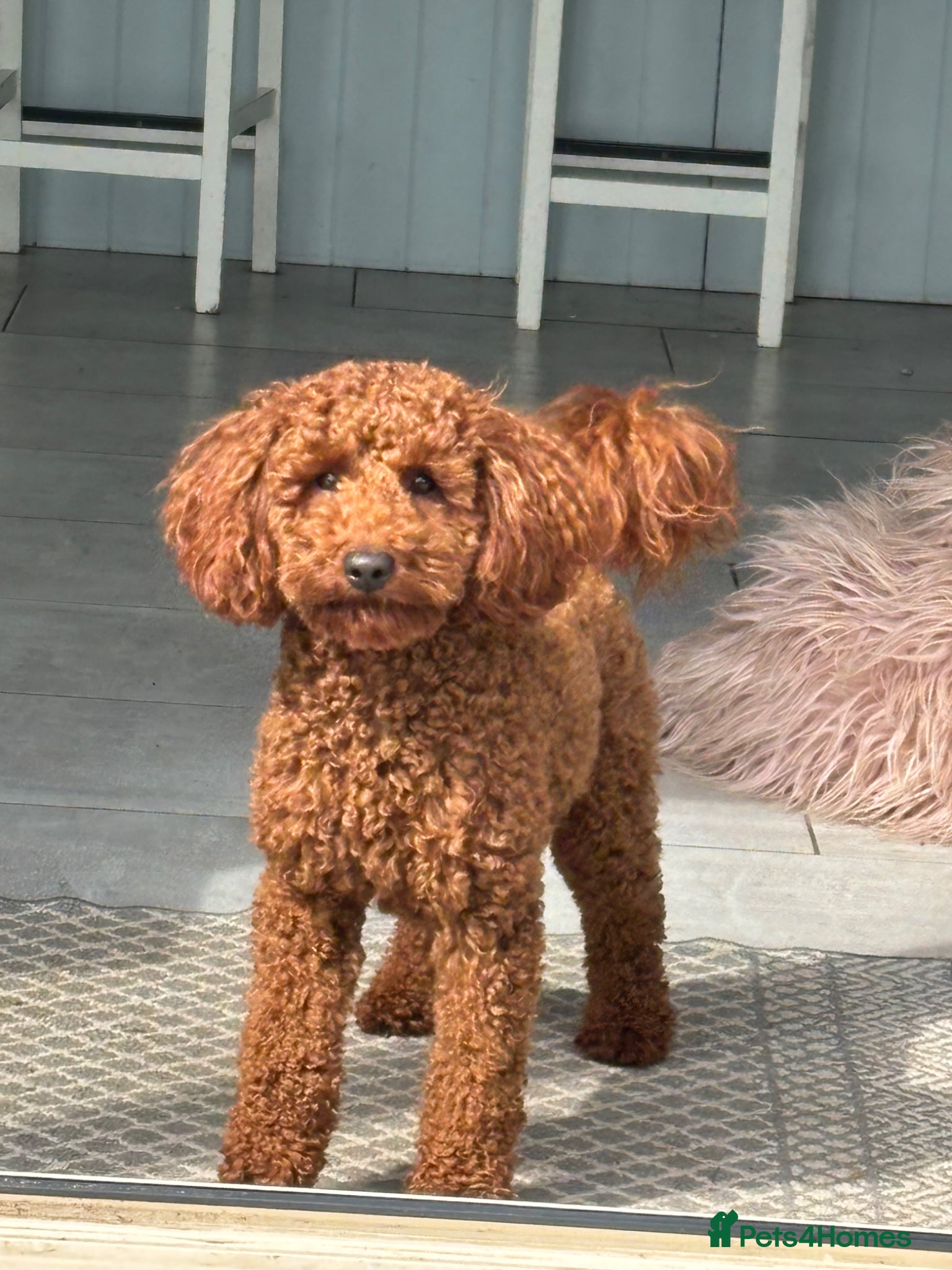 Miniature Poodle dogs KC Registered Miniature poodle stud available  - Advert 2