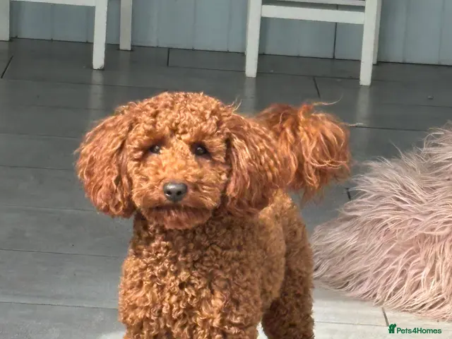 Miniature Poodle dogs for stud: KC Registered Miniature poodle stud available - Advert 2