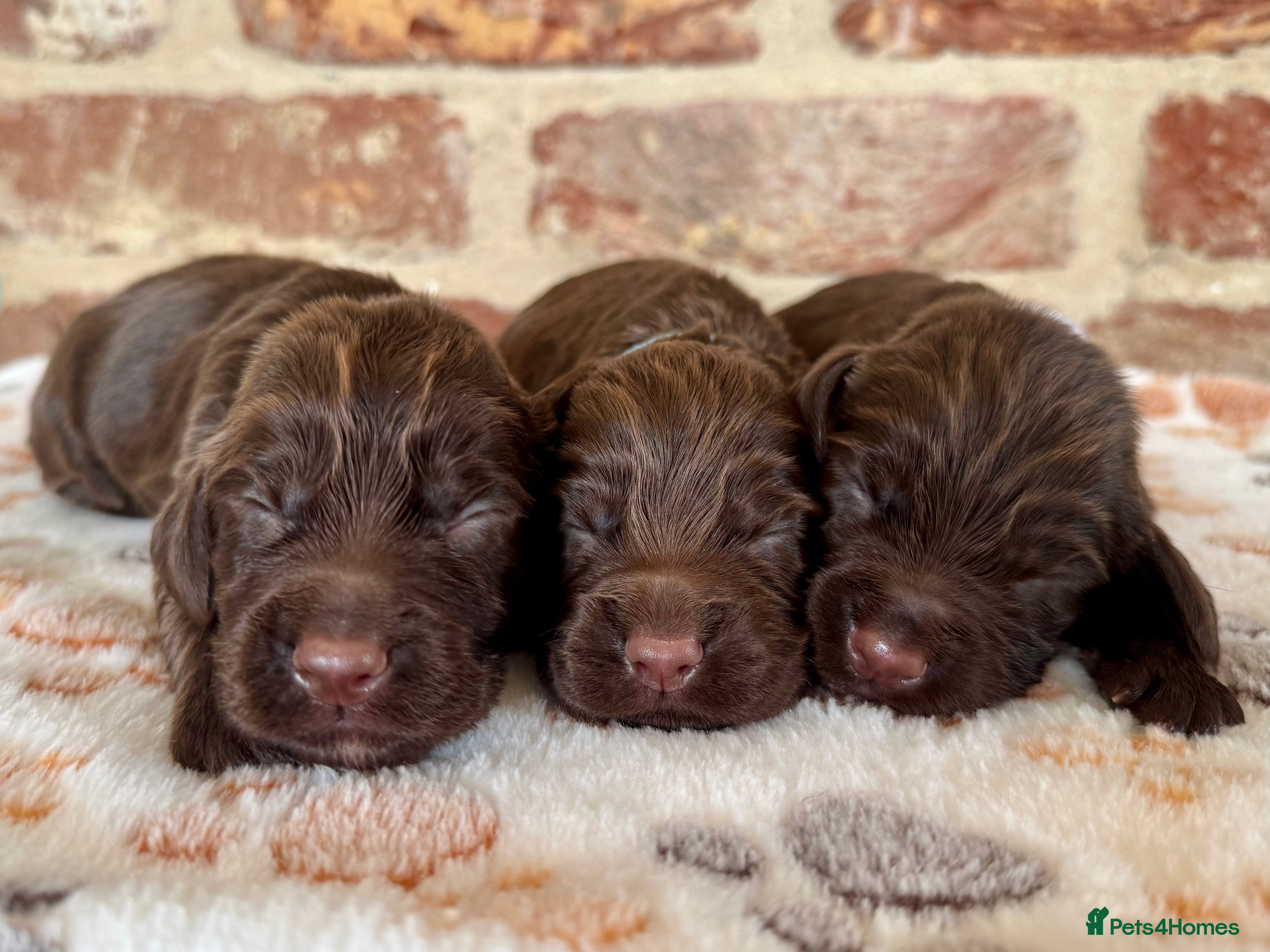 Cocker Spaniel dogs Kennel club registered males 🐾 - Advert 1