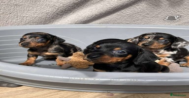 Miniature Dachshund dogs - Advert 14