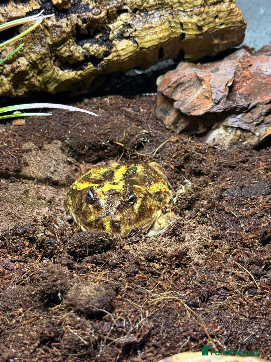 Frog reptiles for sale: Pac-Man and set up for sale  - Advert 2