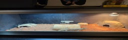 Bearded Dragon reptiles for sale: 5 year old bearded dragon with full setup - Advert 2