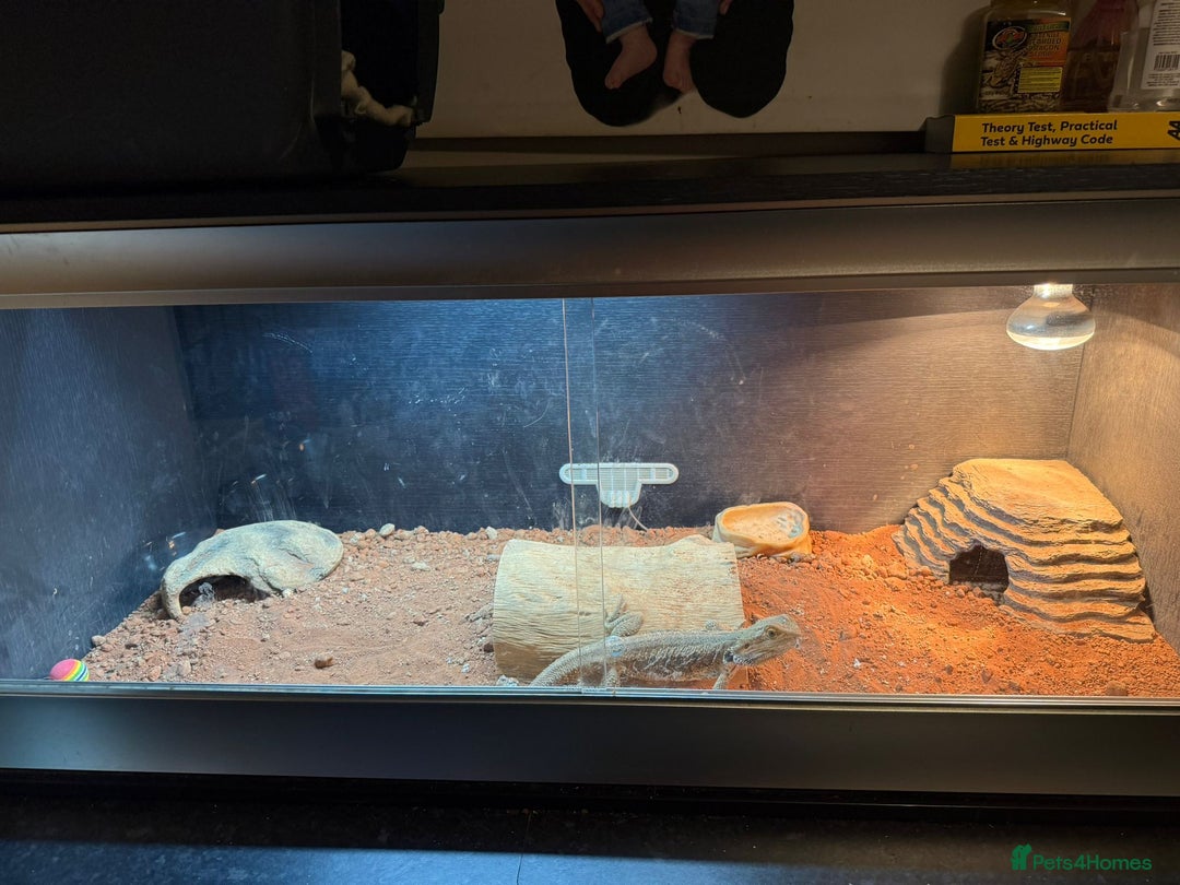 Bearded Dragon reptiles for sale: 5 year old bearded dragon with full setup - Advert 2
