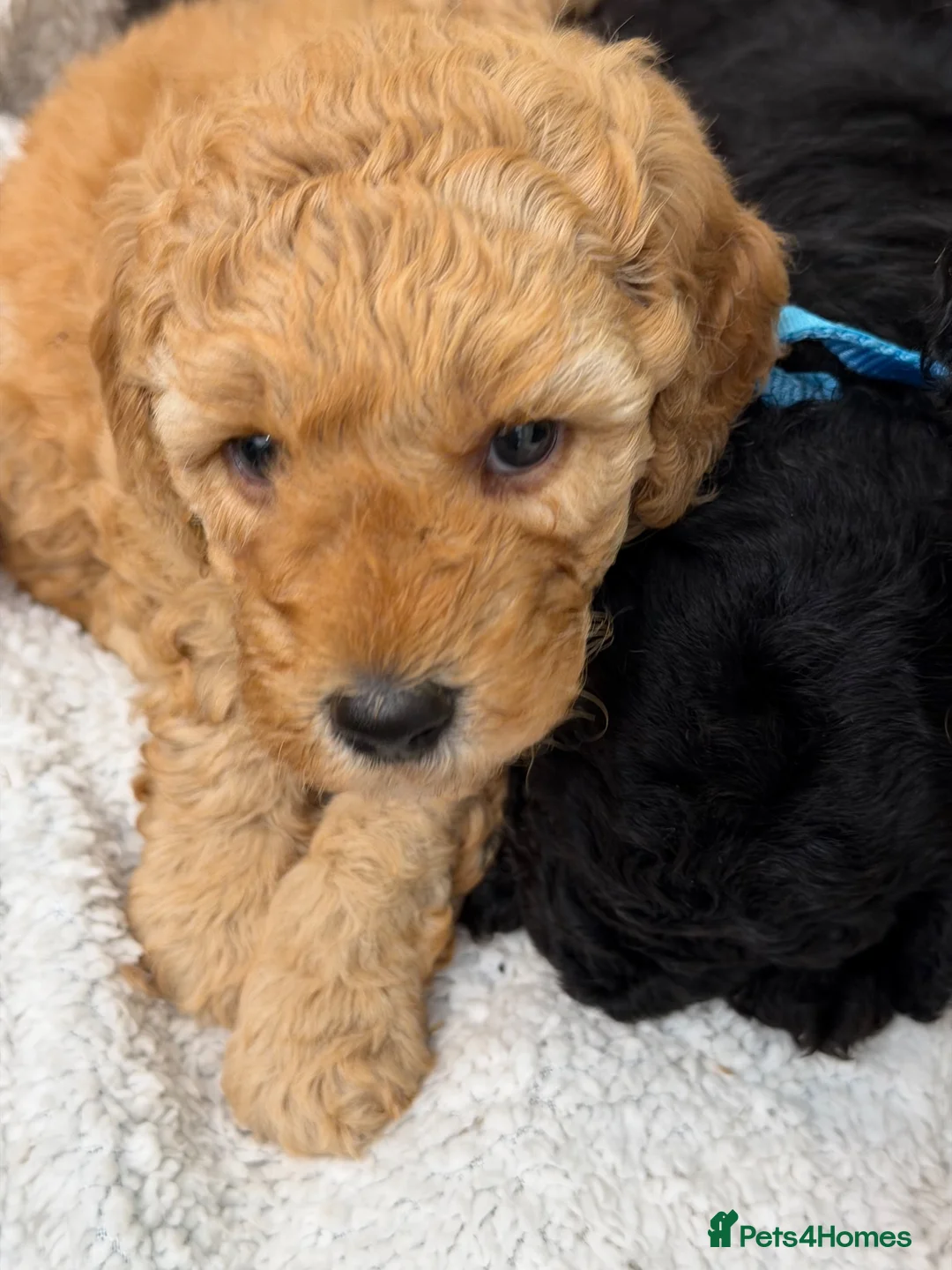 Mini Goldendoodle dogs for sale: Mini Goldendoodles - Advert 2