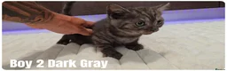 Scottish Fold cats for sale: Scottish Fold & Scottish Straight Kittens  🐾 - Advert 20