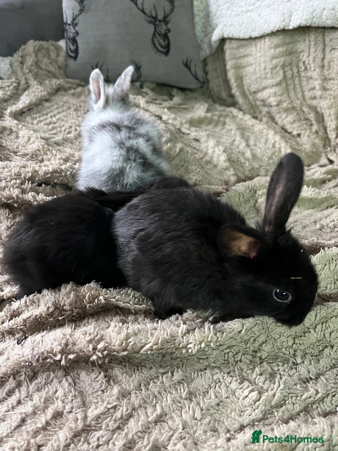 Lionhead rabbits for sale: Bunny’s ready for homes  - Advert 4