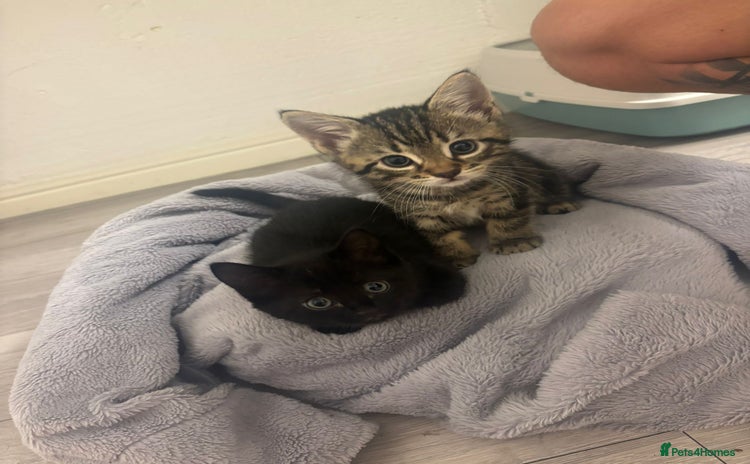 Mixed Breed cats - Advert 4