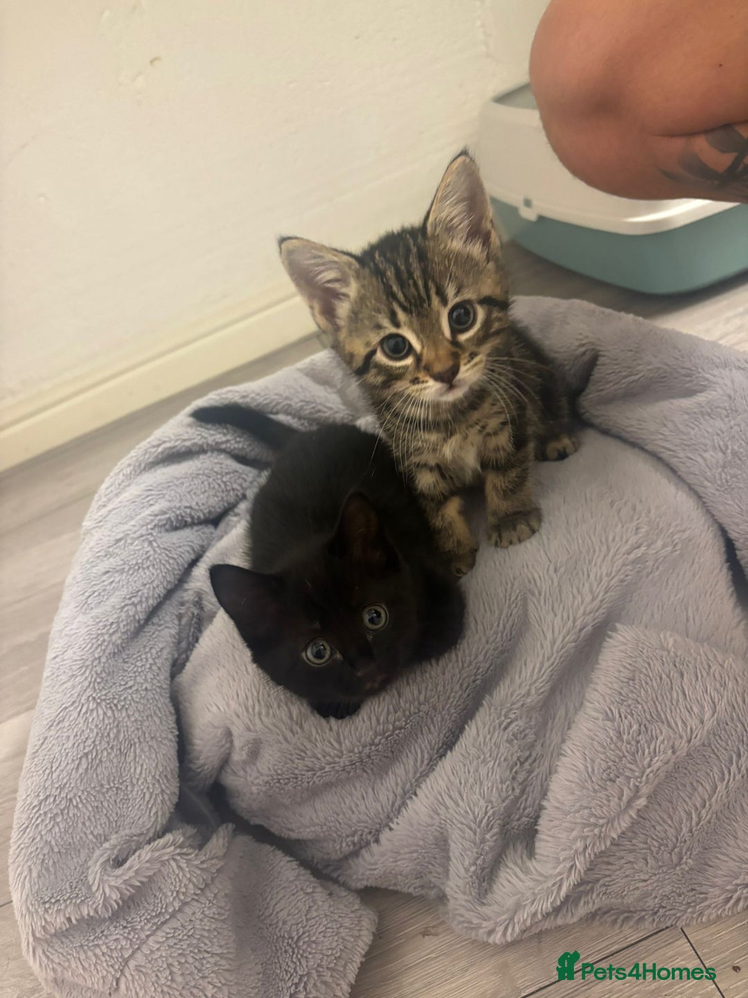 Mixed Breed cats for sale: Kittens for sale - Image 1