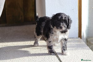 Cavapoo dogs - Advert 3