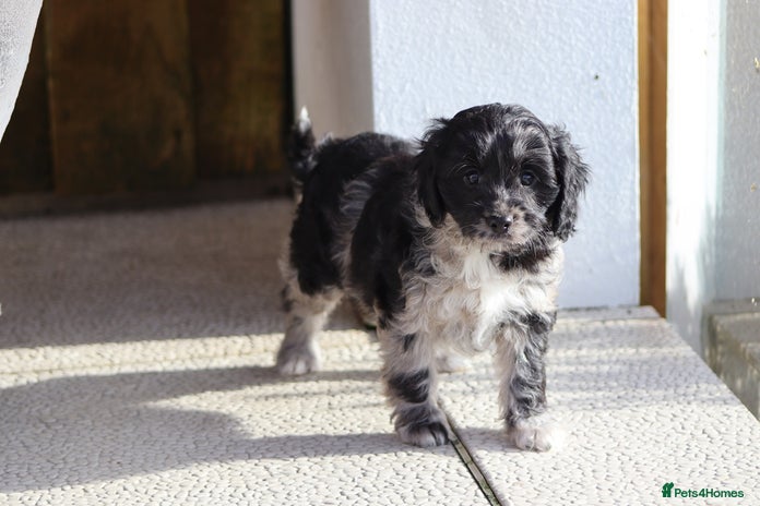 Cavapoo dogs - Advert 4