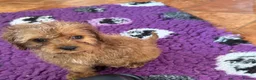 Cavapoo dogs for sale: Tiny Toy Cavapoo Puppies - Advert 13