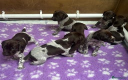 German Shorthaired Pointer dogs for sale: Gorgeous litter of German Shorthair puppies - Image 11