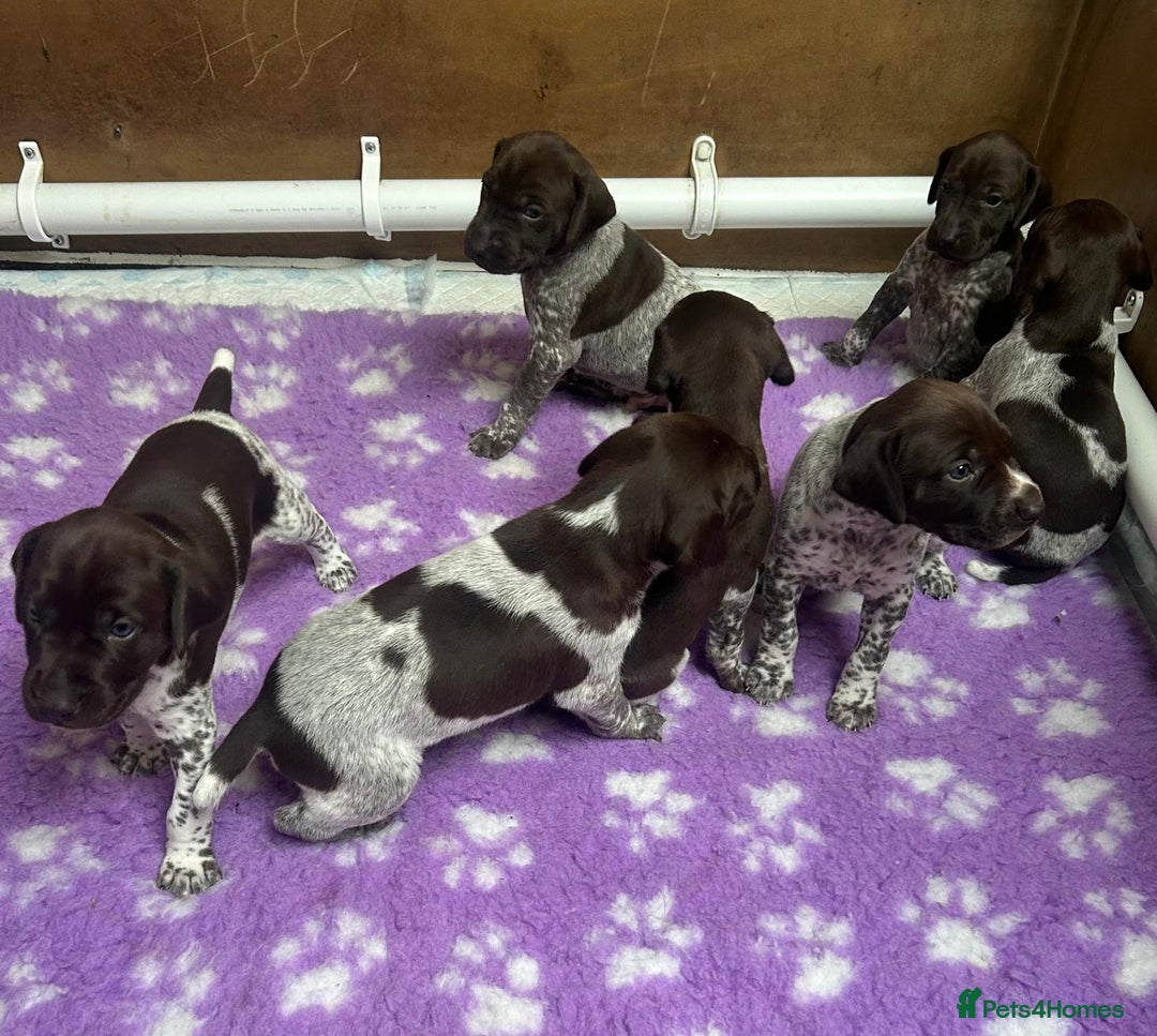 German Shorthaired Pointer dogs for sale: Gorgeous litter of German Shorthair puppies - Image 11