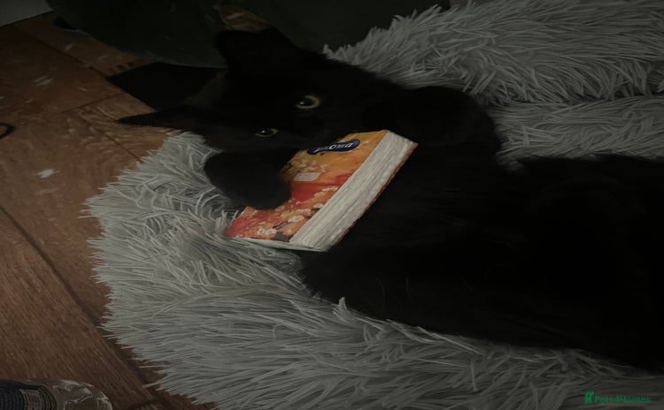 British Longhair cats - Advert 9