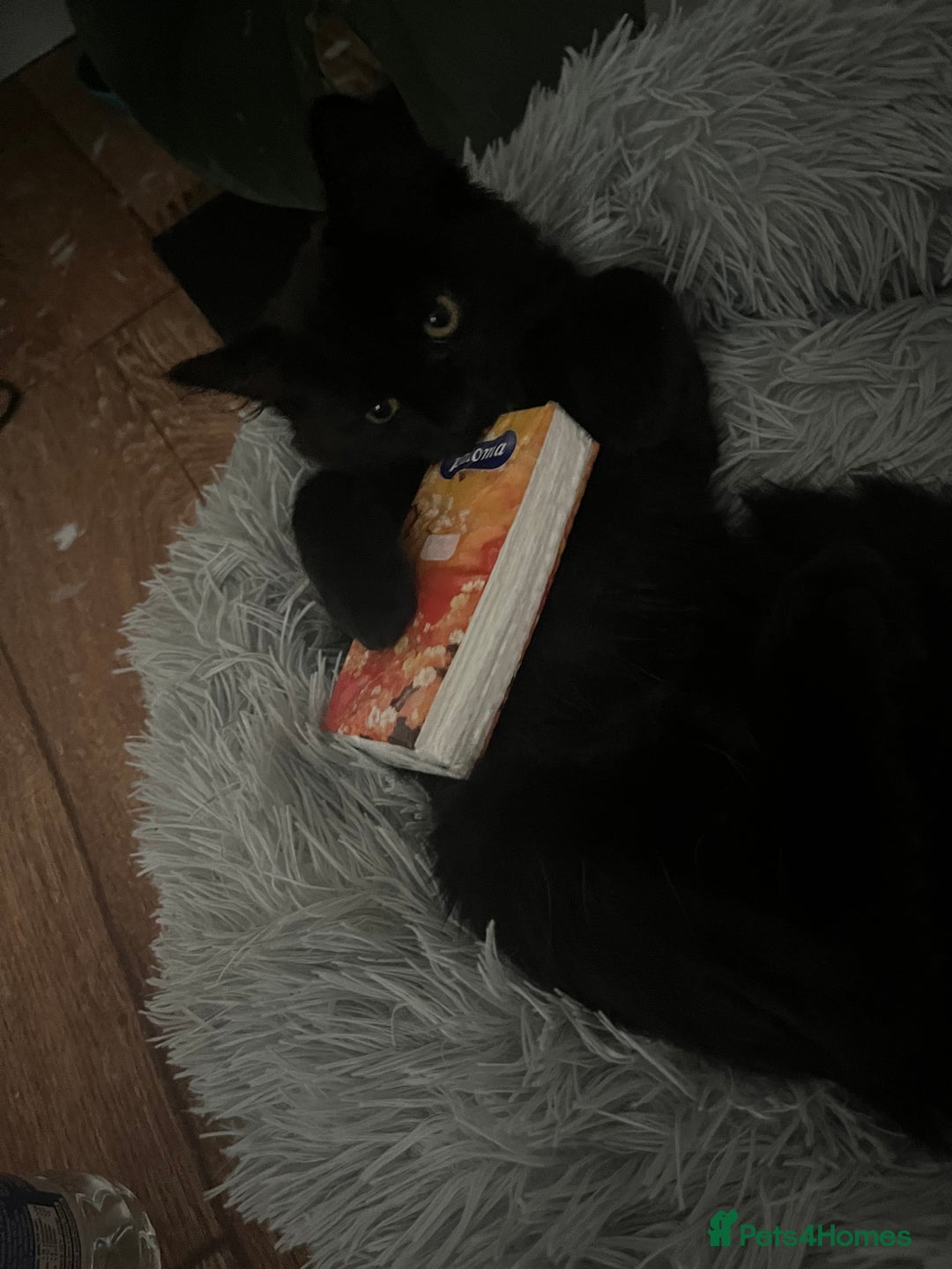 British Longhair cats for sale: Longhair Kitten 🐈‍⬛ 🖤!!(REDUCED BY £100) - Image 1
