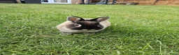 Netherland Dwarf rabbits for sale: 2 Female Netherland Dwarf Rabbits in Northampton - Advert 10