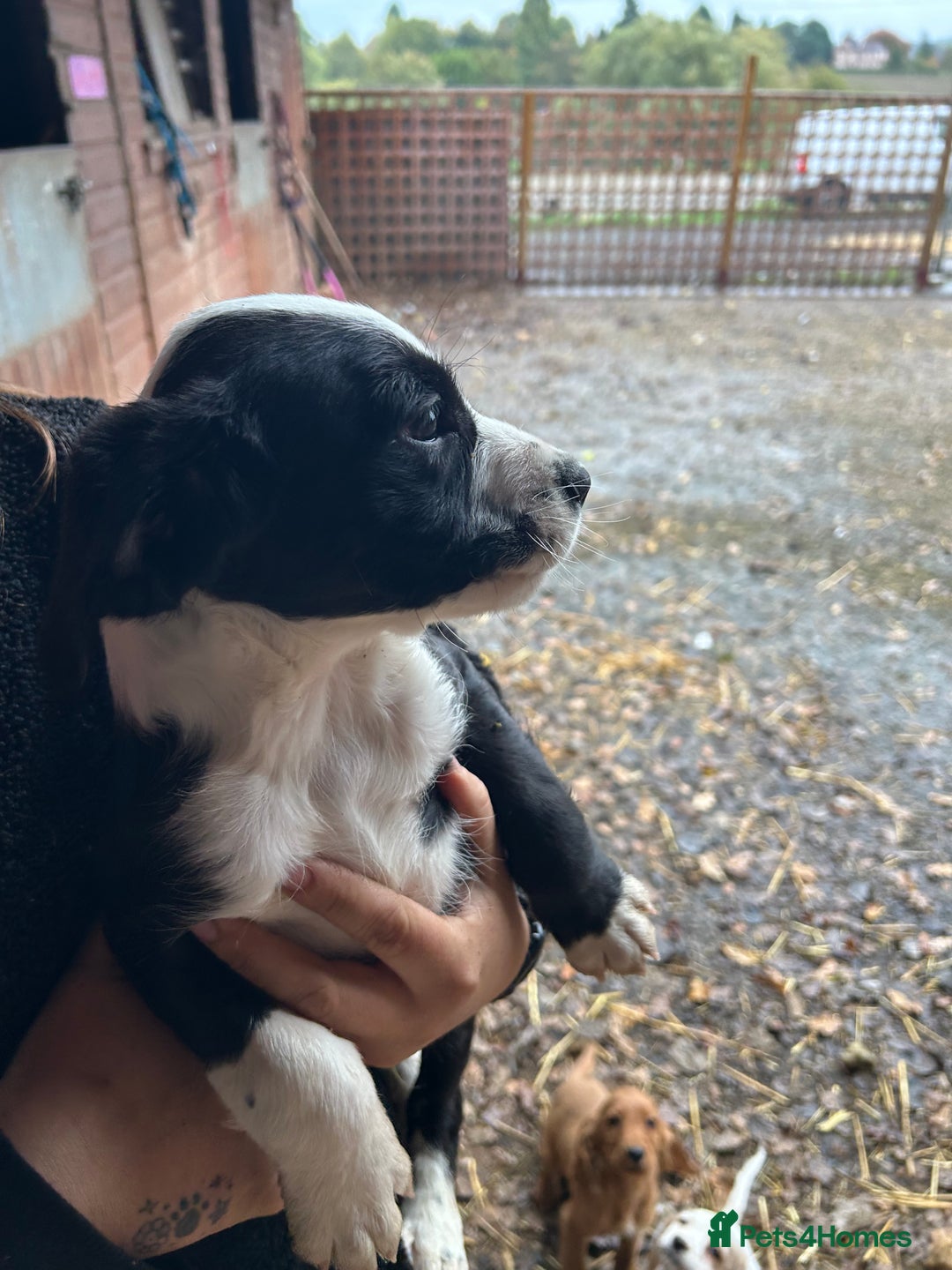 Mixed Breed dogs for sale: Beautiful litter of puppies. Mixed breeds❤️ - Image 8